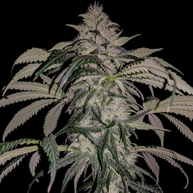 Cannabissamen Purple Swish Haze Regulär für Indoor und Outdoor